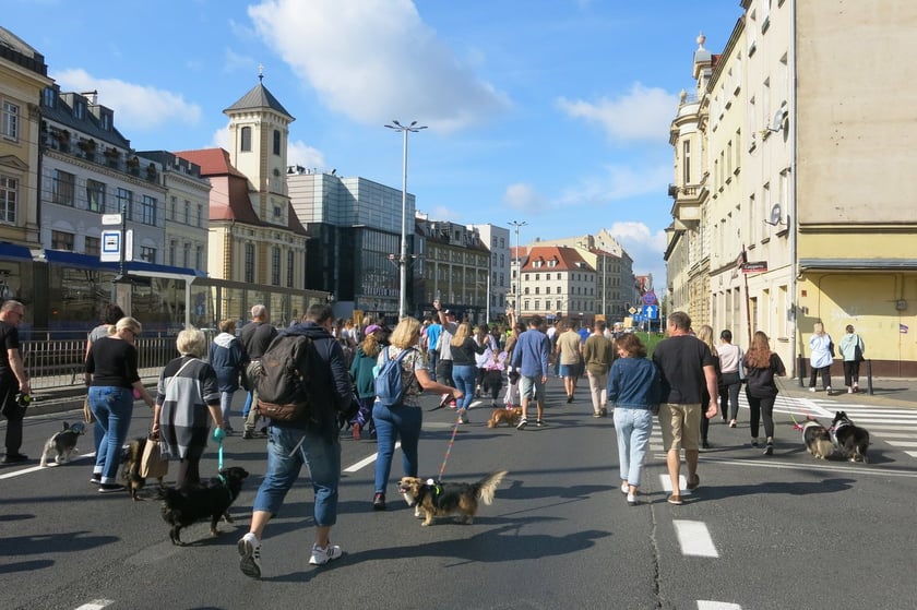 V Parada Ps&oacute;w Wrocławskich przeszła ulicami miasta na Wyspę Słodową&nbsp;