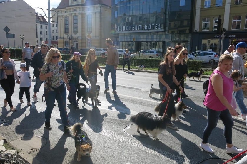 V Parada Ps&oacute;w Wrocławskich przeszła ulicami miasta na Wyspę Słodową&nbsp;