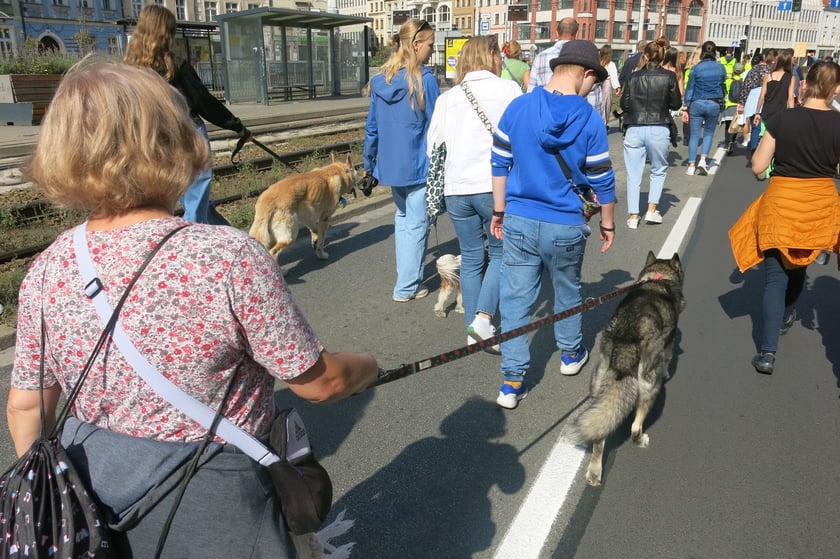 V Parada Ps&oacute;w Wrocławskich przeszła ulicami miasta na Wyspę Słodową&nbsp;