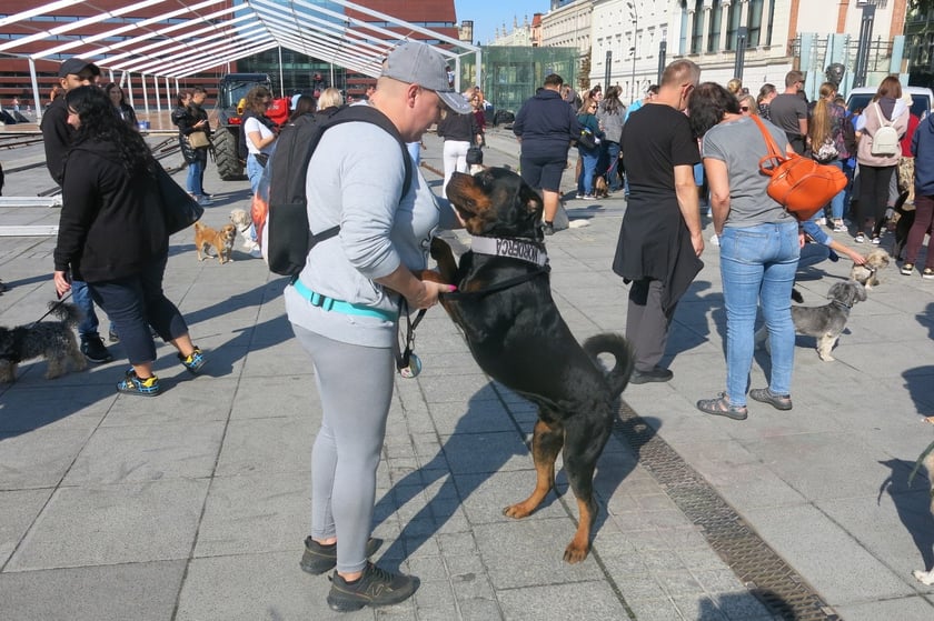 V Parada Ps&oacute;w Wrocławskich przeszła ulicami miasta na Wyspę Słodową&nbsp;