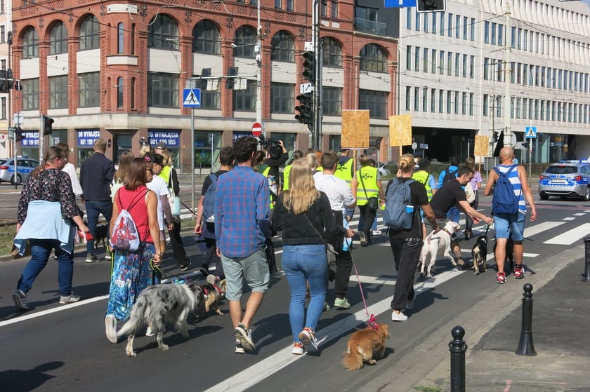 V Parada Ps&oacute;w Wrocławskich przeszła ulicami miasta na Wyspę Słodową&nbsp;