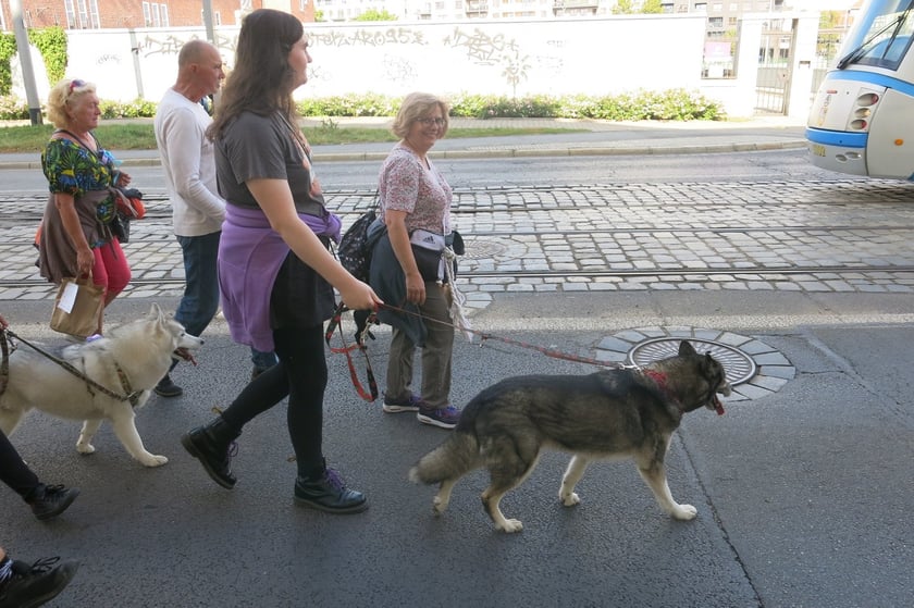 V Parada Ps&oacute;w Wrocławskich przeszła ulicami miasta na Wyspę Słodową&nbsp;