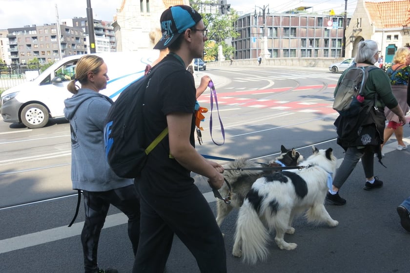V Parada Ps&oacute;w Wrocławskich przeszła ulicami miasta na Wyspę Słodową&nbsp;