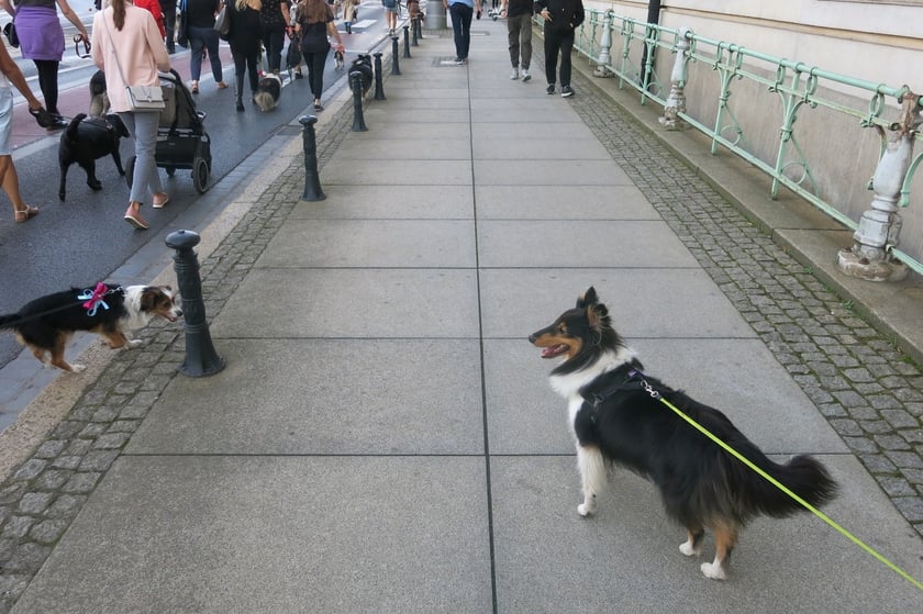V Parada Ps&oacute;w Wrocławskich przeszła ulicami miasta na Wyspę Słodową&nbsp;