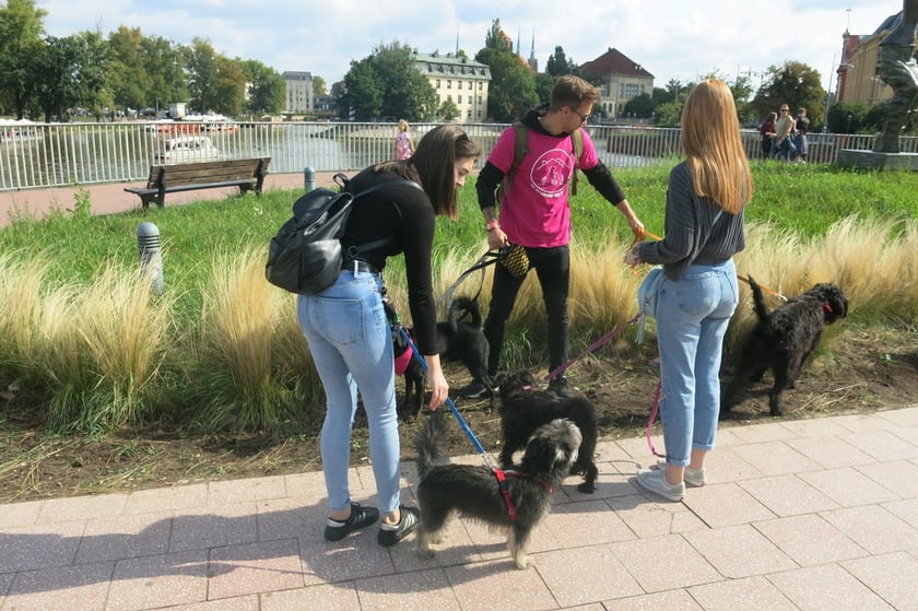 V Parada Ps&oacute;w Wrocławskich przeszła ulicami miasta na Wyspę Słodową&nbsp;
