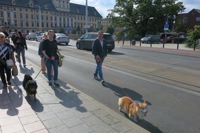 V Parada Ps&oacute;w Wrocławskich przeszła ulicami miasta na Wyspę Słodową&nbsp;