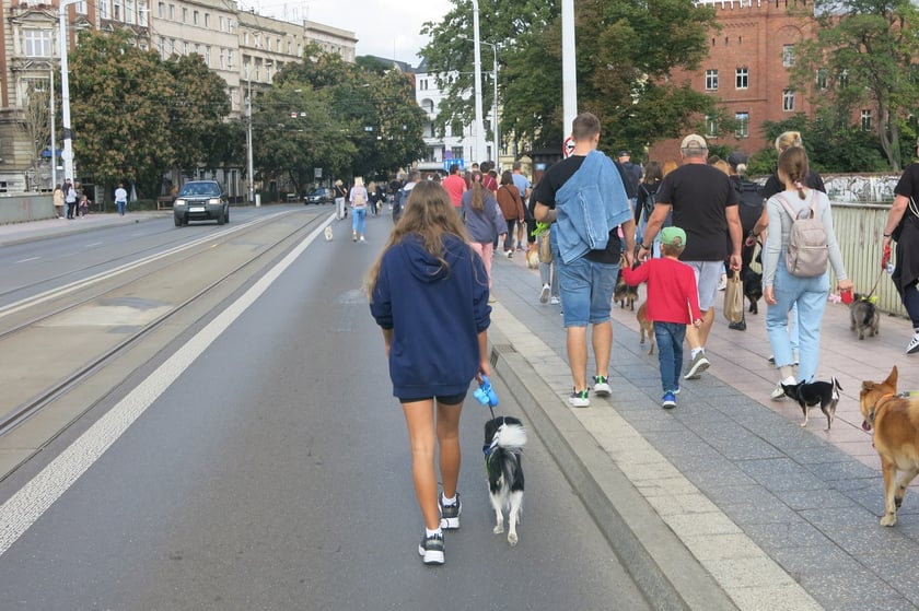V Parada Ps&oacute;w Wrocławskich przeszła ulicami miasta na Wyspę Słodową&nbsp;