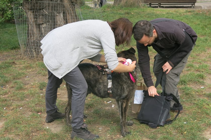 V Parada Ps&oacute;w Wrocławskich przeszła ulicami miasta na Wyspę Słodową&nbsp;