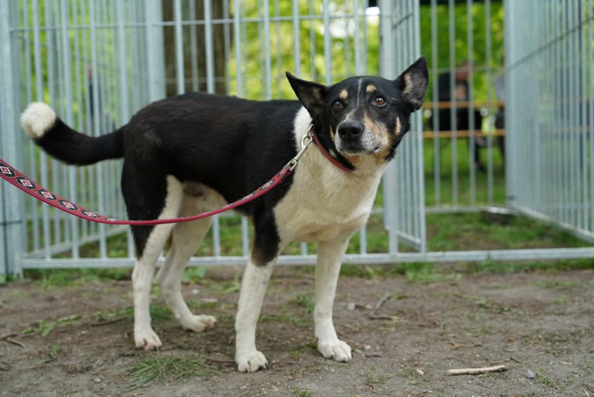 Piknik Adopcyjny Fundacji Centaurus w Parku Południowym