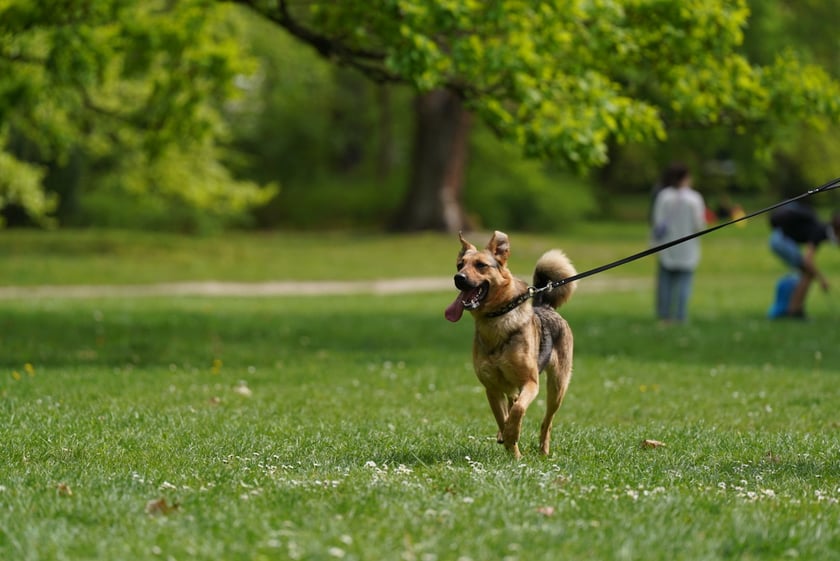 Piknik Adopcyjny Fundacji Centaurus w Parku Południowym