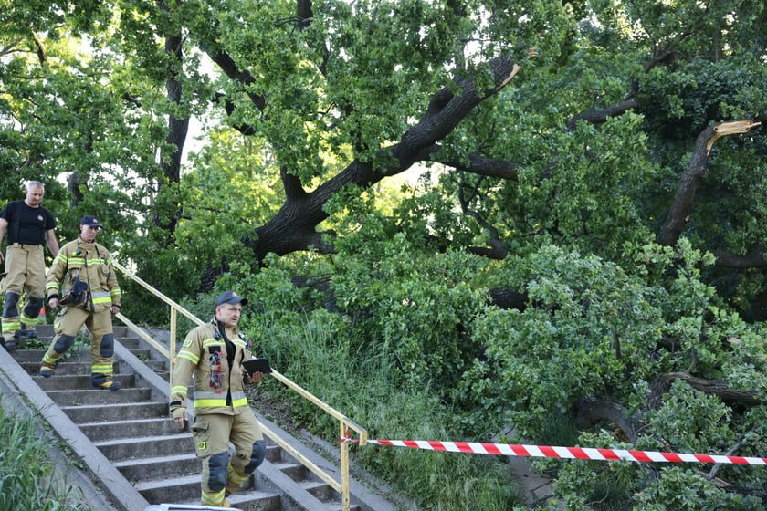 Drzewo spadło na ścieżkę spacerową na Biskupinie