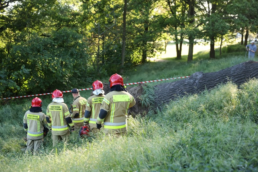 Drzewo spadło na ścieżkę spacerową na Biskupinie
