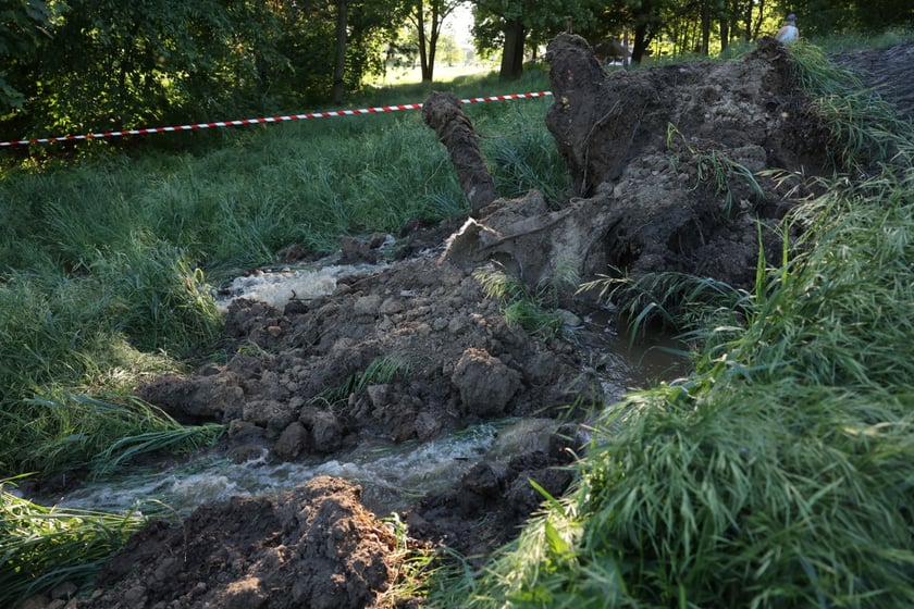 Drzewo spadło na ścieżkę spacerową na Biskupinie