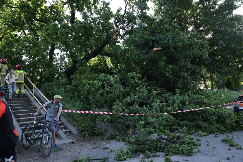 Drzewo spadło na ścieżkę spacerową na Biskupinie