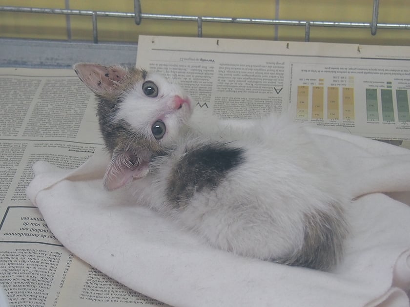 Kocięta do adopcji z wrocławskiego schroniska