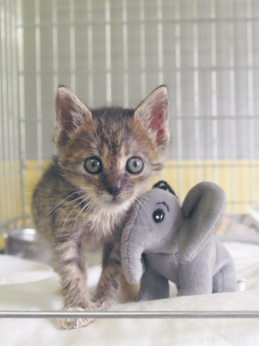 Kocięta do adopcji z wrocławskiego schroniska