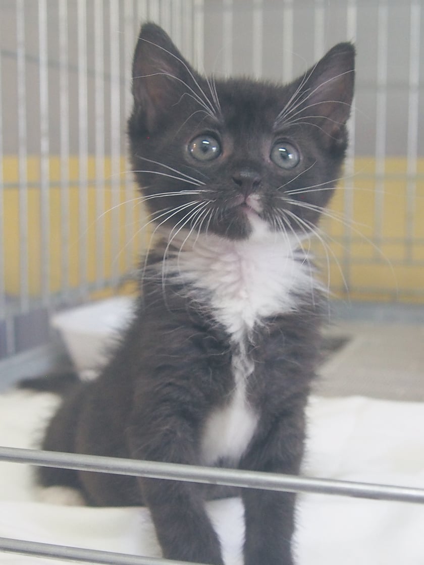 Kocięta do adopcji z wrocławskiego schroniska