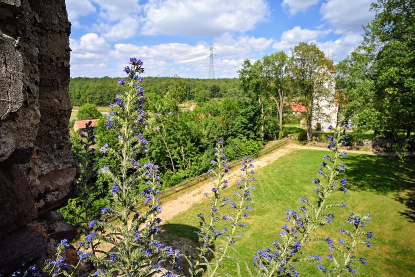 Zamek Świny. Klimatyczny zabytek nieopodal Bolkowa, ponad godzinę jazdy samochodem z Wrocławia