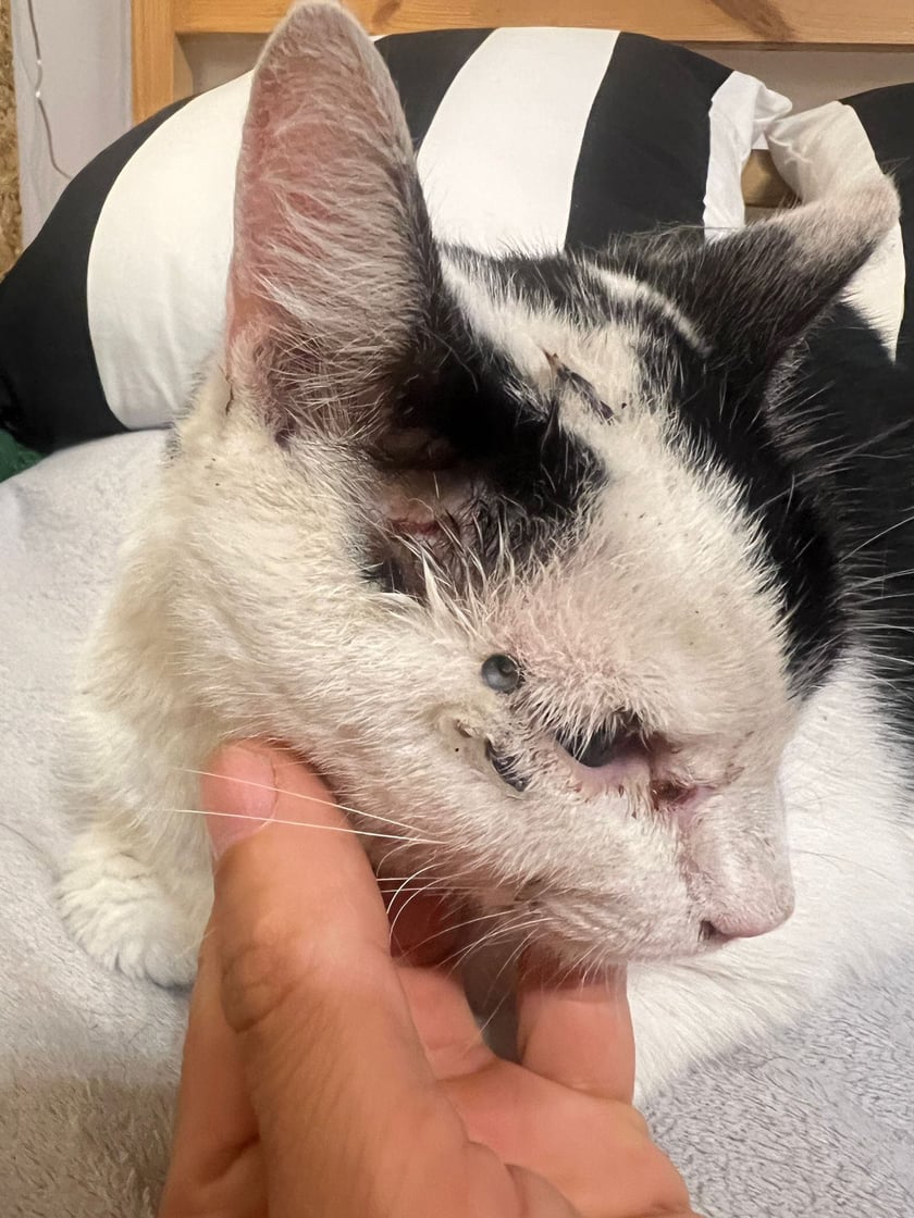 Kotka wr&oacute;ciła do domu w koszmarnym stanie