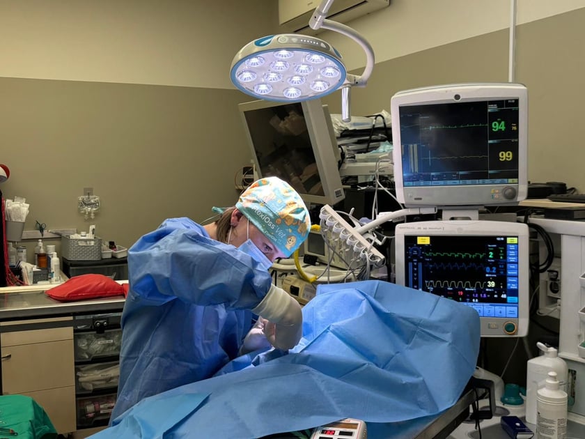 Kotkę operowali lekarze ze SkyVet Clinic