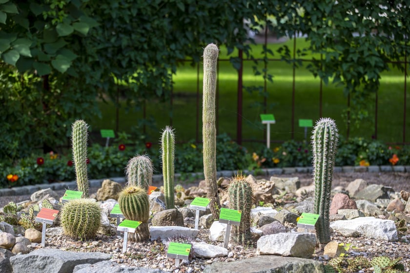 W Ogrodzie Botanicznym we Wrocławiu rośnie mnóstwo ciekawych roślin