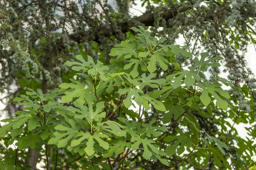 W Ogrodzie Botanicznym we Wrocławiu rośnie mnóstwo ciekawych roślin