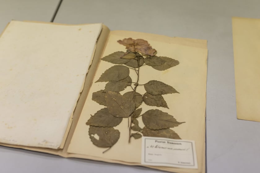 Herbarium. Muzeum Przyrodniczego Uniwersytetu Wrocławskiego