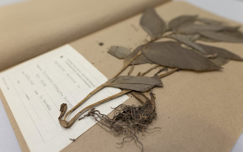 Herbarium. Muzeum Przyrodniczego Uniwersytetu Wrocławskiego