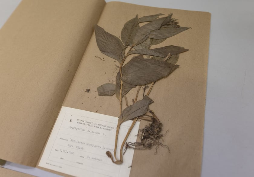 Herbarium. Muzeum Przyrodniczego Uniwersytetu Wrocławskiego