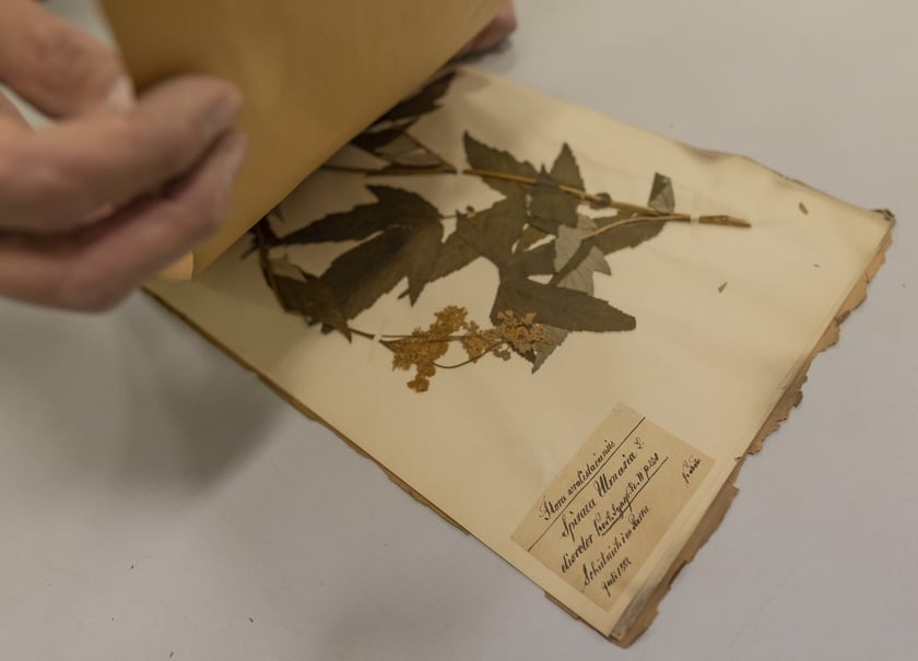 Herbarium. Muzeum Przyrodniczego Uniwersytetu Wrocławskiego