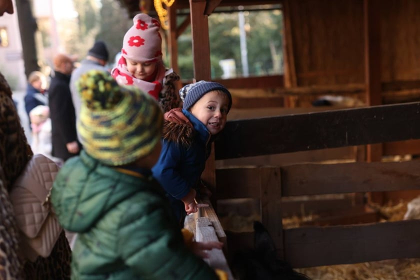 Żywa szopka ze zwierzętami na Wittigowie