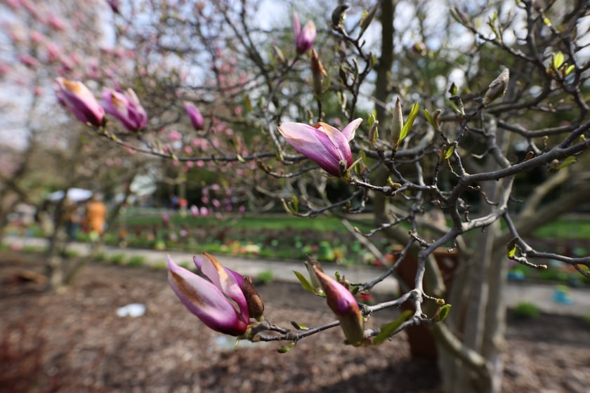 Magnolie w Ogrodzie Botanicznym we Wrocławiu