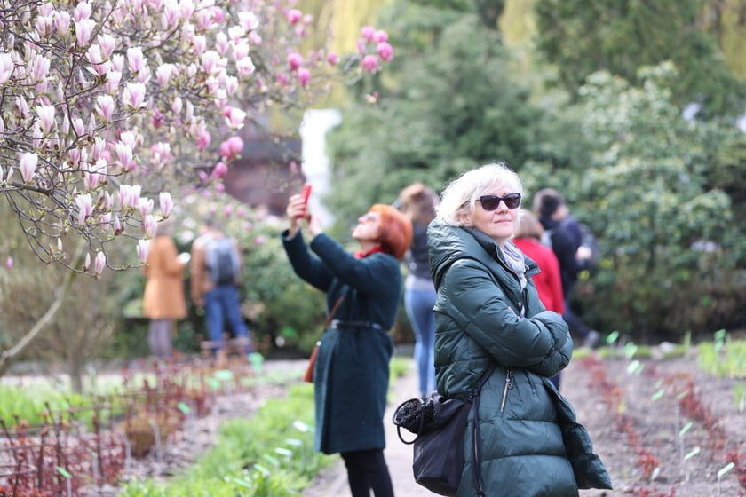 Magnolie w Ogrodzie Botanicznym we Wrocławiu