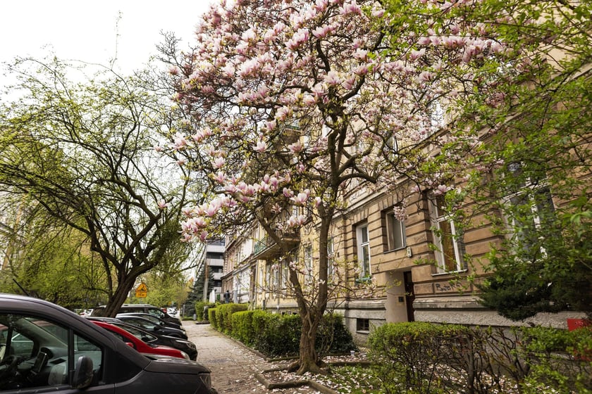 Magnolie przy ul. Matejki