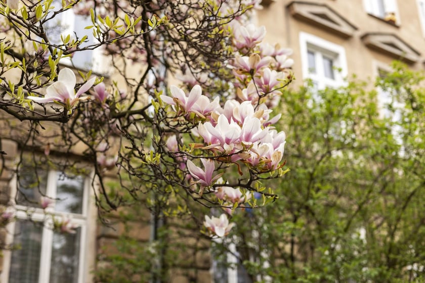 Magnolie przy ul. Matejki