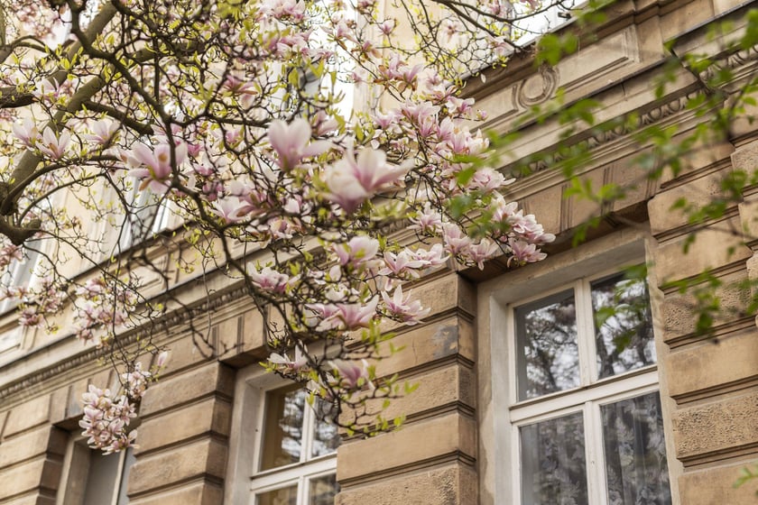 Magnolie przy ul. Matejki