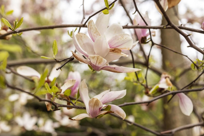 Magnolie przy ul. Matejki