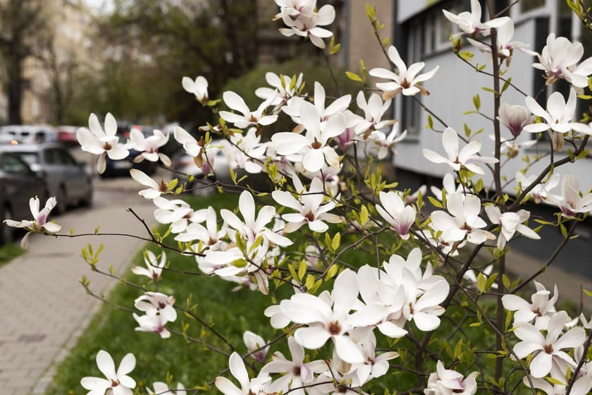 Magnolie przy ul. Matejki