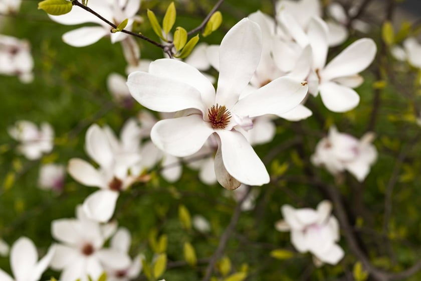 Magnolie przy ul. Matejki