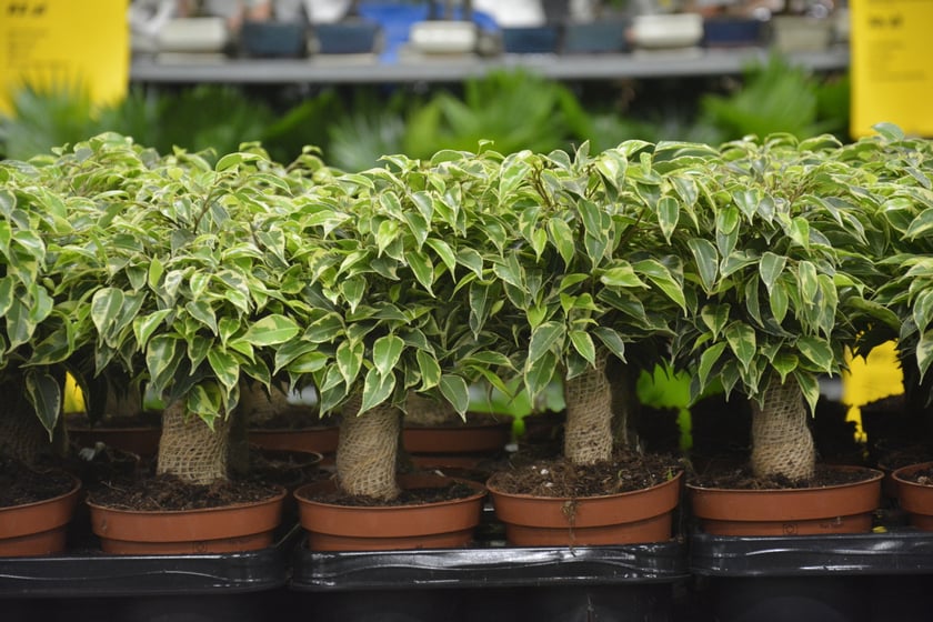 Festiwal Roślin i Festiwal Malarstwa w Czasoprzestrzeni