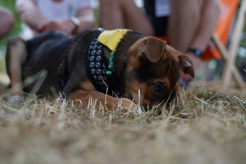 Na Piknik Rodzinny na torze wrotkarskim przyszło wielu wrocławian