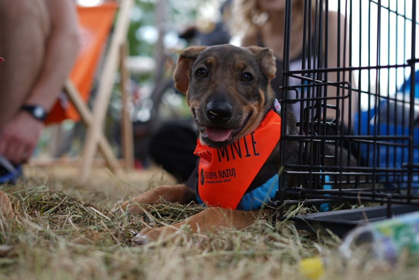 Na Piknik Rodzinny na torze wrotkarskim przyszło wielu wrocławian