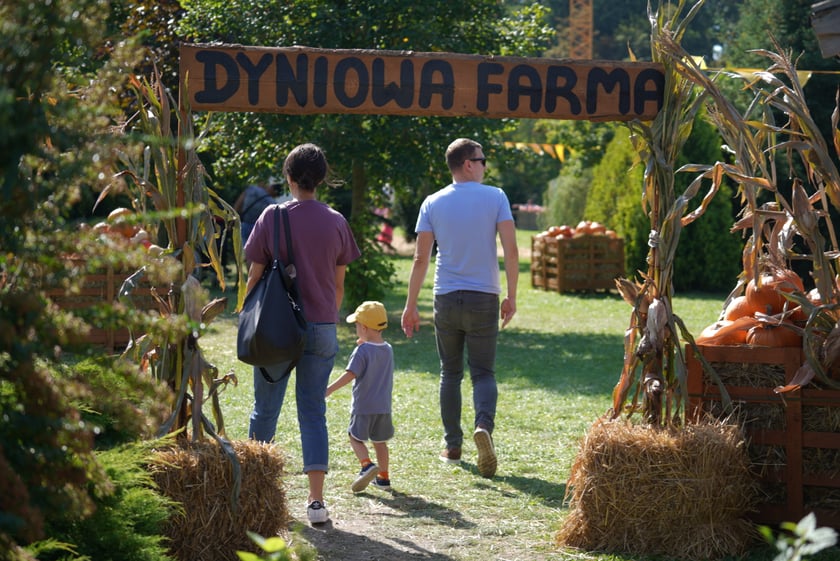 Dyniowa Farma we Wrocławiu