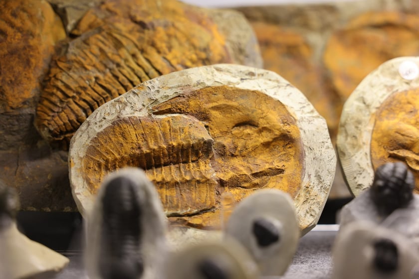 Giełda minerałów w NOT