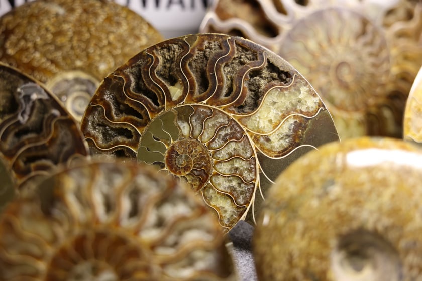 Giełda minerałów w NOT