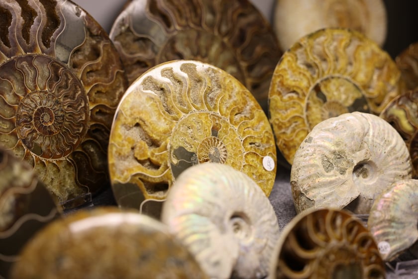 Giełda minerałów w NOT