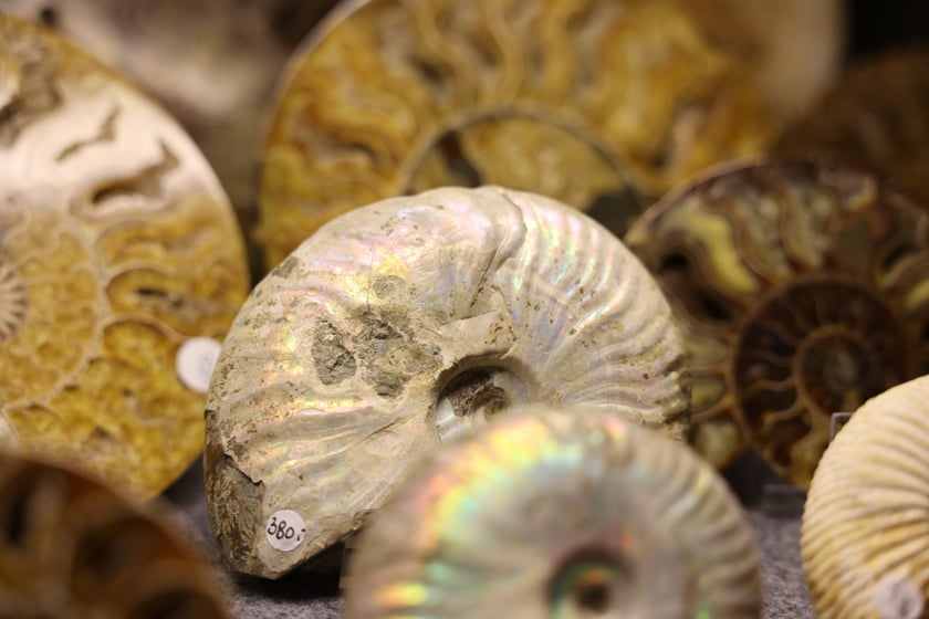 Giełda minerałów w NOT