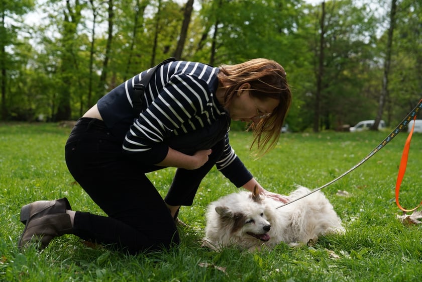 Psi Piknik Adopcyjny  Fundacji Centaurus