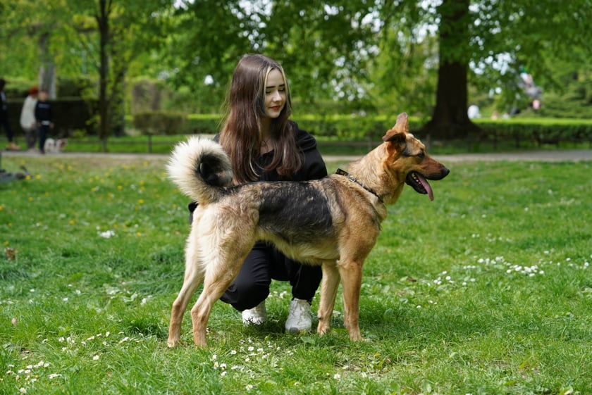 Psi Piknik Adopcyjny  Fundacji Centaurus