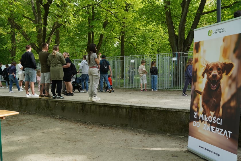 Psi Piknik Adopcyjny  Fundacji Centaurus